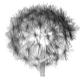 dandelion icon